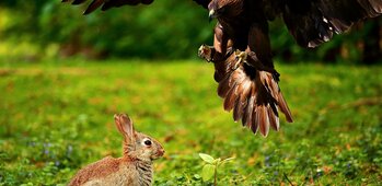 Association de Chasse Communale d'Arquian