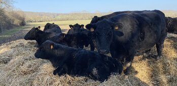 Elevage bovin de Black Angus Aberdeen 